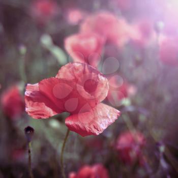 red field poppy flower closeup