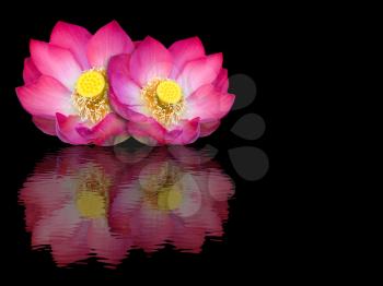 Indian lotus mirror reflection on black background