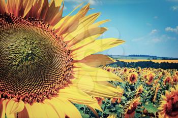 Image field with blooming sunflowers, summer landscape