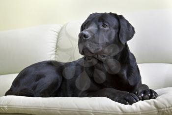 image dog breed black labrador 
