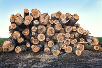 Big pile of logs lying in a field