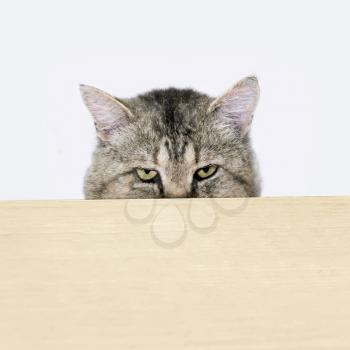 Cat peeking out from behind the table surface