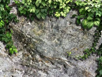 climbing plant on the old stone wall