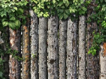 climbing plant on a wooden fence of logs
