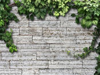 climbing plant on the white brick wall