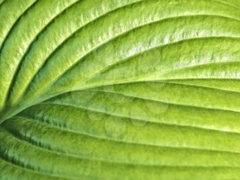 Young green leaf of hosta close up 