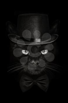 dark muzzle cat close-up in a hat and tie butterfly