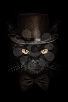 dark muzzle cat  in brown hat and tie butterfly