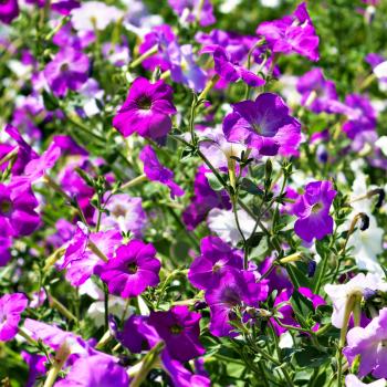  petunia flower beds of white and purple