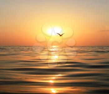 Beautiful sunset, shining in the sun sea and flying seagull