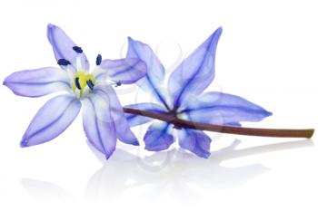 Royalty Free Photo of Blue Flowers