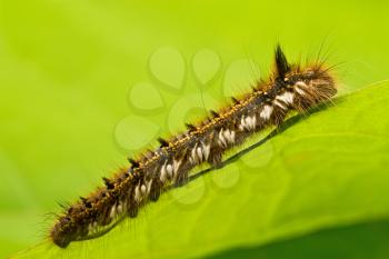 Royalty Free Photo of a Caterpillar on a Leaf