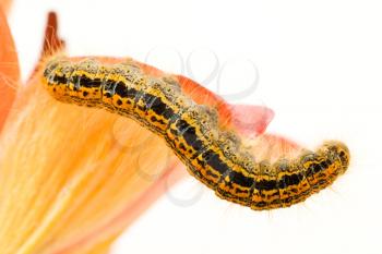 Royalty Free Photo of a Caterpillar on a Flower