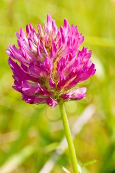 Royalty Free Photo of a Red Clover Head