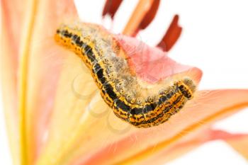 Royalty Free Photo of a Caterpillar on a Flower