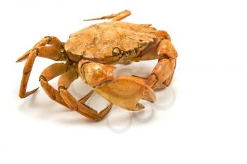 Royalty Free Photo of a Cooked Crab
