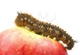 Royalty Free Photo of a Caterpillar on an Apple