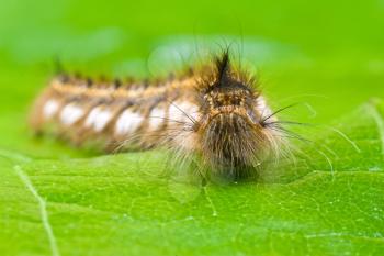 Royalty Free Photo of a Caterpillar