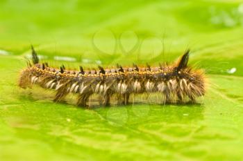 Royalty Free Photo of a Caterpillar on a Leaf