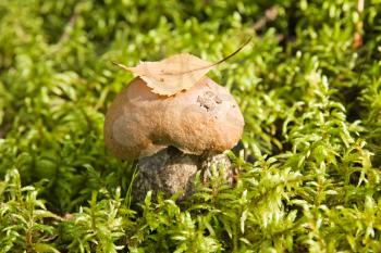 Royalty Free Photo of a Mushroom in Grass