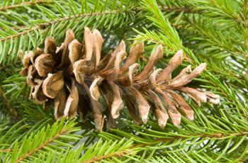Royalty Free Photo of a Pine Cone on a Branch