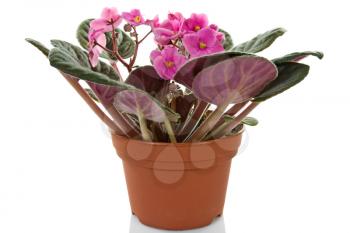 Royalty Free Photo of a Potted Plant