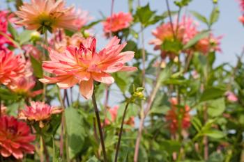 Royalty Free Photo of a Field of Red Dahlias