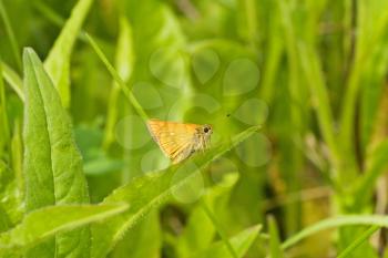 Royalty Free Photo of a Butterfly on Grass