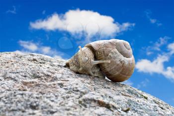 Royalty Free Photo of a Snail in Nature