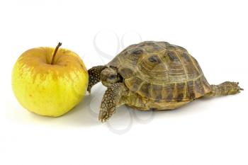 Royalty Free Photo of a Tortoise and an Apple