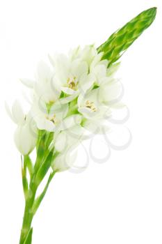 Royalty Free Photo of White Flowers