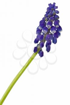 Beautiful blue flower isolated on white background 