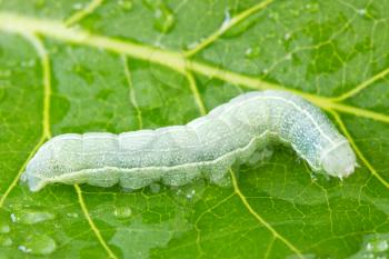 caterpillar crawling  on a green wet leaf