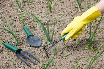 gardening concept. female hand in a glove with garden tool