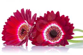 Red gerbera flowers with reflection on white background