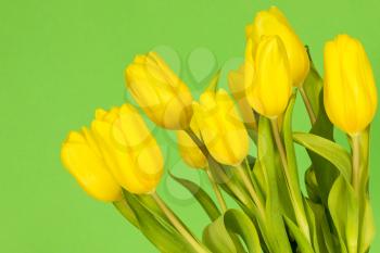 Yellow tulips on the green background