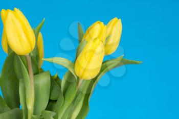 Bunch of yellow tulips  on the blue background