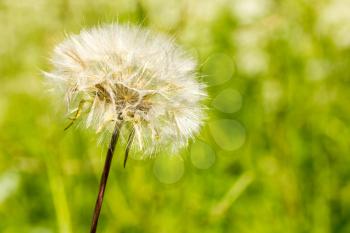 	Close-up of dandelion clock ,on green blurry background