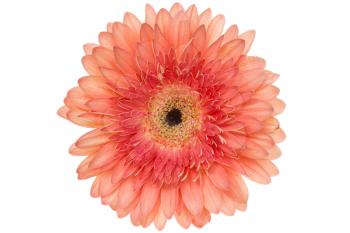 Beautiful pink gerbera  flower isolated on white background