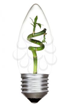 Light bulb with green bamboo inside. Isolated on white background