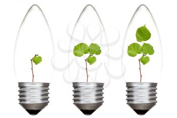 Light bulbs with green plants inside. Isolated on white background