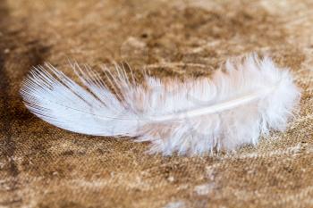 Close up view of white fluffy feather