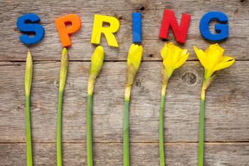 Letters spelling word SPRING with daffodil flowers on wooden background