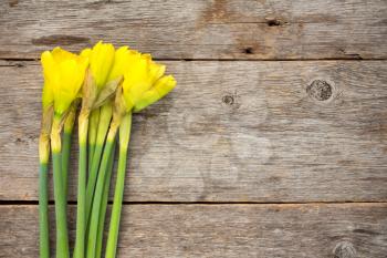 Yellow daffodils on wooden background,with copy space