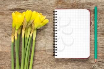 Yellow daffodil flowers and blank spiral notebook for your text