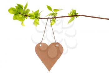 Tree branch with heart shaped tag, isolated on white background