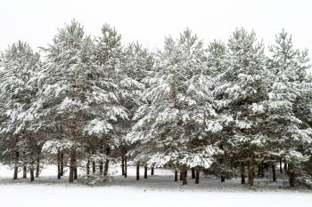 Winter landscape with snow covered pine trees 