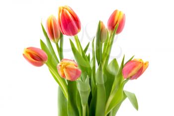 Spring tulip flowers bouquet for mother's day or 8 of march
