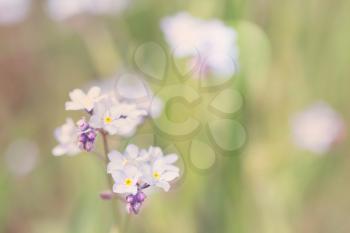 Beautiful wildflowers field, abstract dreamy floral background, sun light, soft focus,pastel colors
