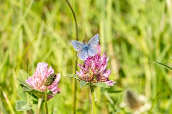 Blue butterfly sitting on red clover flower